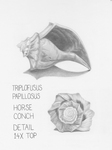 Triplofusus papillosus by Katie Nguyen '20