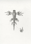 Glaucus Atlanticus or Blue Dragon by Sage McCue