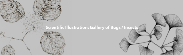 Scientific Illustration: Gallery of Bugs / Insects