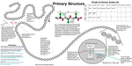 Poster 2 Primary Protein Structure by IMSA