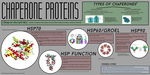 Poster 6 Chaperone Proteins by IMSA