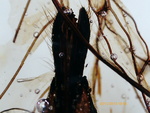 Platypleura - tail