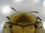 Tortoise Beetle - head