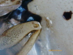 Tortoise Beetle - leg joint