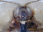 Tortoise Beetle - head, underside
