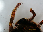 Wasp - antena, front leg
