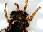 Wasp - torso