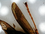 Wasp - wing, back leg
