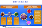 03: Embryonic Stem Cells by Illinois Mathematics and Science Academy and Brent Wu '13