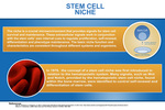 06: Stem Cell Niche by Bindi Patel '13 and Joan Shang '13