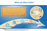02: What are Stem Cells? by Alice Chang '13 and Melissa Kim '13