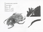 Dung Beetle by Hannah Xu