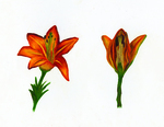 Lilium lancifolium by Kate DeGreve '24
